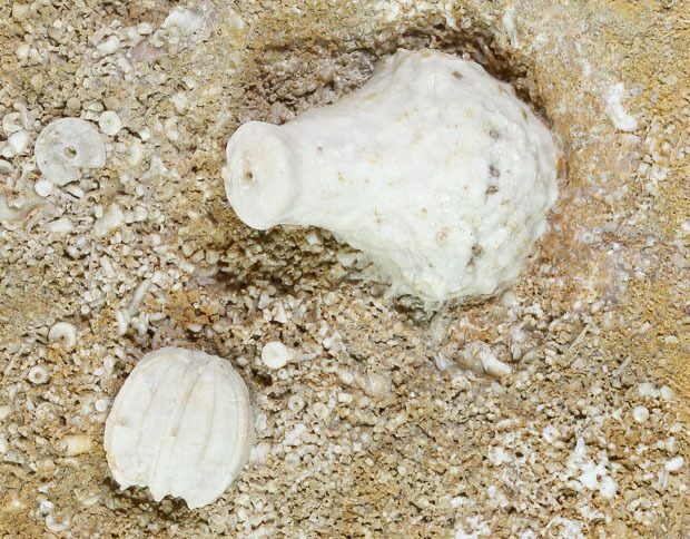 Fossil Crinoid and Blastoid Plate - Missouri #103507